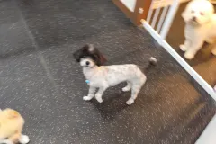 의정부-애견호텔-지지밍고-일상-002