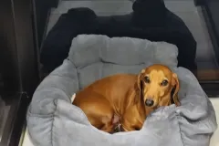 의정부-애견호텔-지지밍고-일상-003