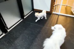 의정부-애견호텔-지지밍고-일상-004