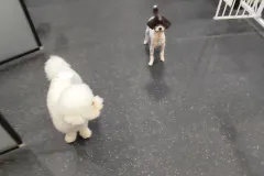 의정부-애견호텔-지지밍고-일상-005