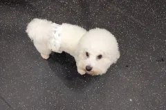 의정부-애견호텔-지지밍고-일상-007