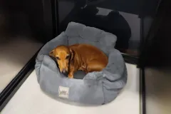 의정부-애견호텔-지지밍고-일상-008