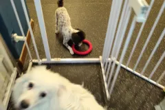 의정부-애견호텔-지지밍고-일상-011