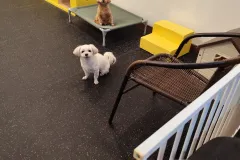 의정부-애견호텔-지지밍고-일상-012