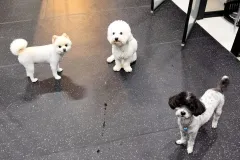 의정부-애견호텔-지지밍고-일상-013