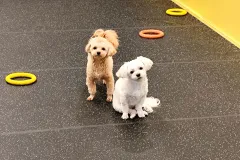 의정부-애견호텔-지지밍고-일상-014