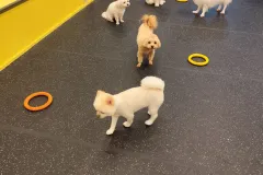 의정부-애견호텔-지지밍고-일상-015