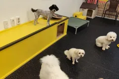 의정부-애견호텔-지지밍고-일상-016