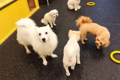 의정부-애견호텔-지지밍고-일상-017