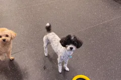 의정부-애견호텔-지지밍고-일상-019