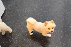 의정부-애견호텔-지지밍고-일상-020