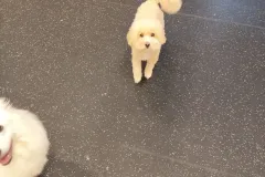 의정부-애견호텔-지지밍고-일상-021