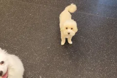 의정부-애견호텔-지지밍고-일상-022
