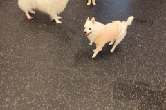 의정부-애견호텔-지지밍고-일상-023