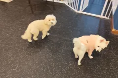 의정부-애견호텔-지지밍고-일상-025