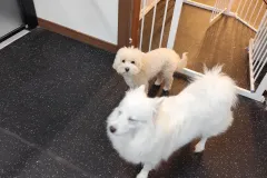 의정부-애견호텔-지지밍고-일상-030