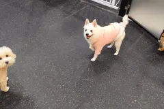 의정부-애견호텔-지지밍고-일상-033