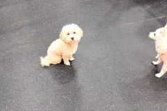 의정부-애견호텔-지지밍고-일상-035