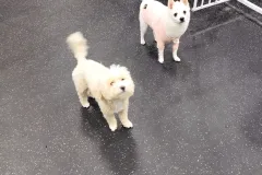 의정부-애견호텔-지지밍고-일상-040