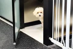 의정부-애견호텔-지지밍고-일상-044