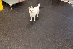 의정부-애견호텔-지지밍고-일상-053