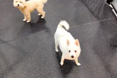 의정부-애견호텔-지지밍고-일상-054