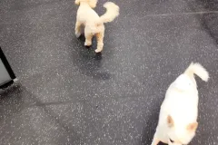 의정부-애견호텔-지지밍고-일상-055