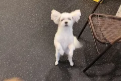 의정부-애견호텔-지지밍고-일상-069