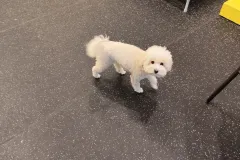 의정부-애견호텔-지지밍고-일상-072