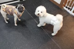 의정부-애견호텔-지지밍고-일상-085