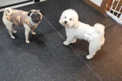 의정부-애견호텔-지지밍고-일상-086