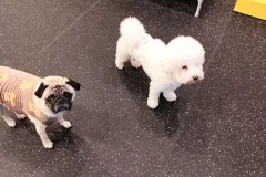 의정부-애견호텔-지지밍고-일상-087