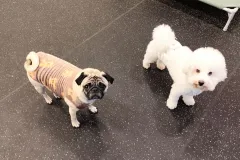 의정부-애견호텔-지지밍고-일상-088