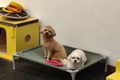 의정부-애견호텔-지지밍고-일상-089