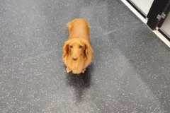 의정부-애견호텔-지지밍고-일상-090