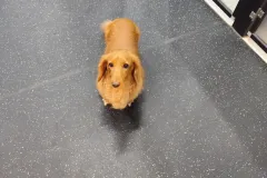 의정부-애견호텔-지지밍고-일상-091