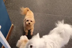 의정부-애견호텔-지지밍고-일상-092