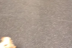 의정부-애견호텔-지지밍고-일상-093