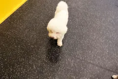 의정부-애견호텔-지지밍고-일상-105