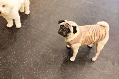 의정부-애견호텔-지지밍고-일상-107