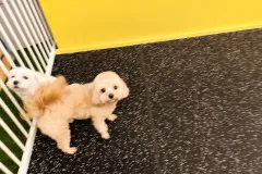 의정부-애견호텔-지지밍고-일상-108