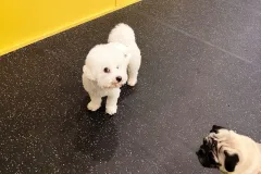 의정부-애견호텔-지지밍고-일상-109