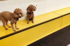 의정부-애견호텔-지지밍고-일상-110