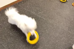 의정부-애견호텔-지지밍고-일상-111