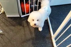 의정부-애견호텔-지지밍고-일상-117