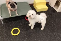 의정부-애견호텔-지지밍고-일상-143