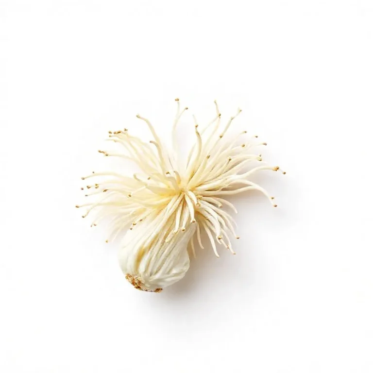 강아지 팽이버섯 먹어도 되나요? 안전성 및 주의사항