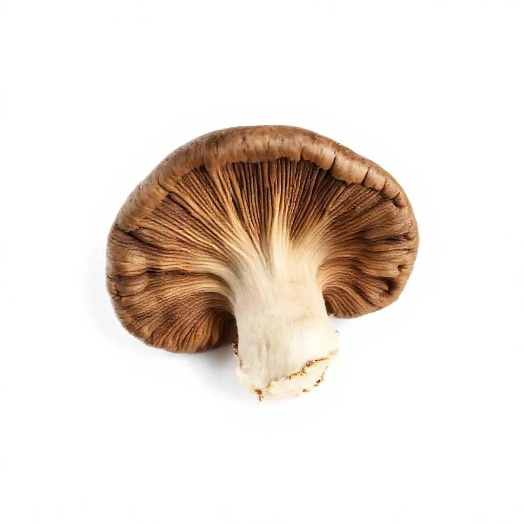 강아지 표고버섯 먹어도 되나요? 안전성 및 주의사항